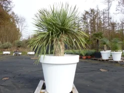Yucca Rostrata 165 cm | Stamm 40 cm | im Pflanzkübel Ø80 cm Weiß winterhart ^ Grünwaren Outlet