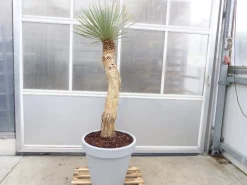 Grünwaren Yucca Rostrata  Mexico, Palme, 190 cm, Stamm 104 cm winterhart Best