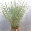 Yucca Rostrata  Mexico, Palme, 170 cm, Stamm 78 cm winterhart ^ Grünwaren Online