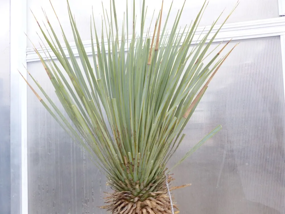 Yucca Rostrata Mexico, Palme, 170 cm, Stamm 78 cm winterhart ^ Grünwaren Online