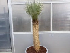 Yucca Rostrata Mexico, Palme, 170 cm, Stamm 78 cm winterhart ^ Grünwaren Online