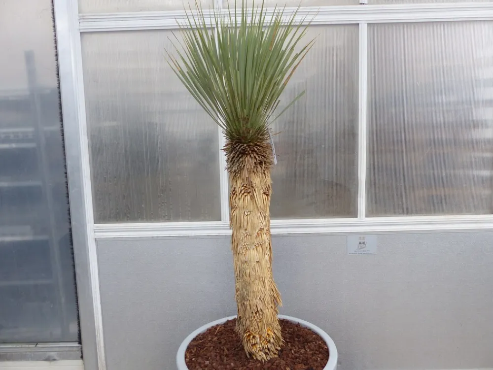 Yucca Rostrata Mexico, Palme, 170 cm, Stamm 78 cm winterhart ^ Grünwaren Online