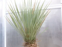 Yucca Rostrata Mexico, Palme, 170 cm, Stamm 78 cm winterhart ^ Grünwaren Online