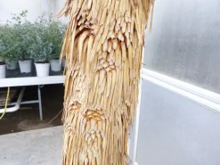 Yucca Rostrata Mexico, Palme, 170 cm, Stamm 78 cm winterhart ^ Grünwaren Online
