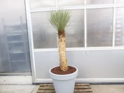 Yucca Rostrata Mexico, Palme, 170 cm, Stamm 78 cm winterhart ^ Grünwaren Online