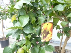Grünwaren Zitrus Zitronenbaum Zitrone Citrus Limon Limone 120 - 140 cm Zitruspflanze New