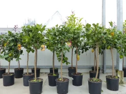 Grünwaren Zitrus Zitronenbaum Zitrone Citrus Limon Limone 120 - 140 cm Zitruspflanze New